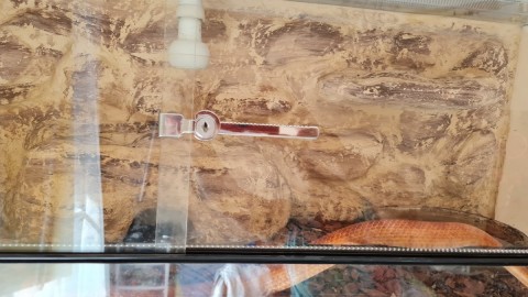 Kígyó eladó