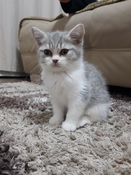 Brit rövidszőrű kislány cica