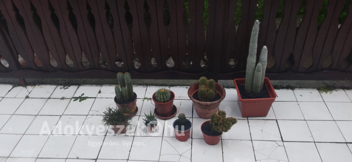 Eladó Liliomok, Kaktuszok, különleges növènyek!!!