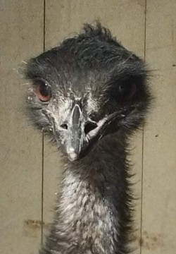 Emu kakas eladó