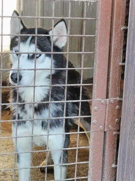 Ingyen elvihető Szibériai husky kék szemű szuka kutya elvihető