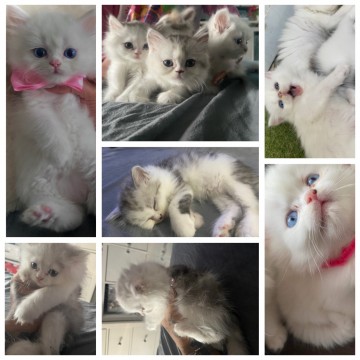 Perzsa kiscicák eladóak 