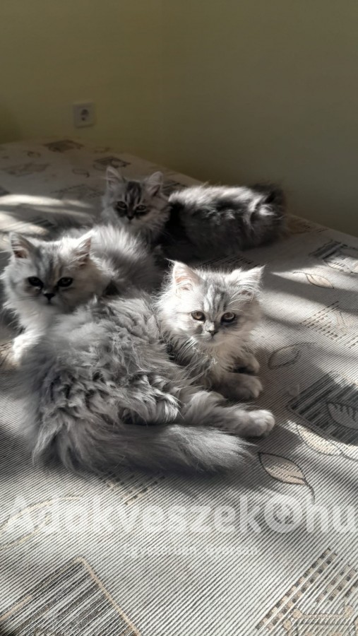 Csincsilla Perzsa kiscicák 