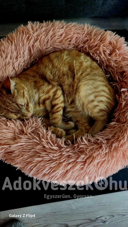 Brit rövidszőrű cica kandúr 