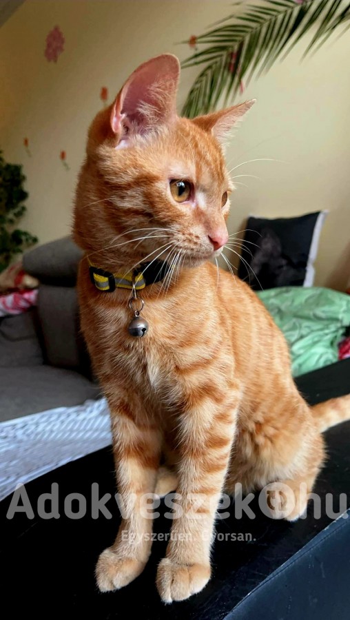 Brit rövidszőrű cica kandúr 