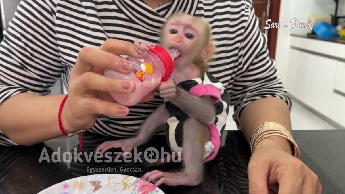 bébi kapucinus majmok kaphatók