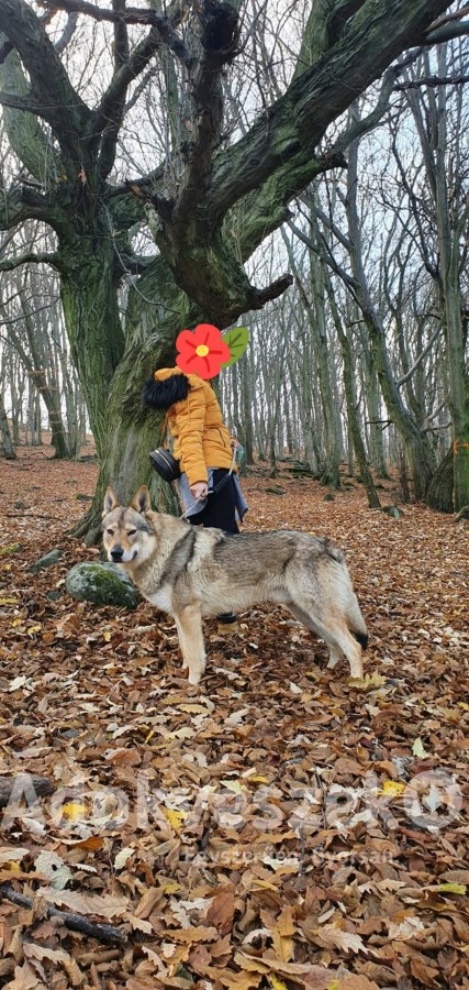 Csehszlovák farkas kölykök eladók
