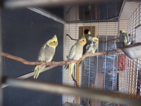 Nimfa papagájok fiatalok vegyes ivarban, párban.