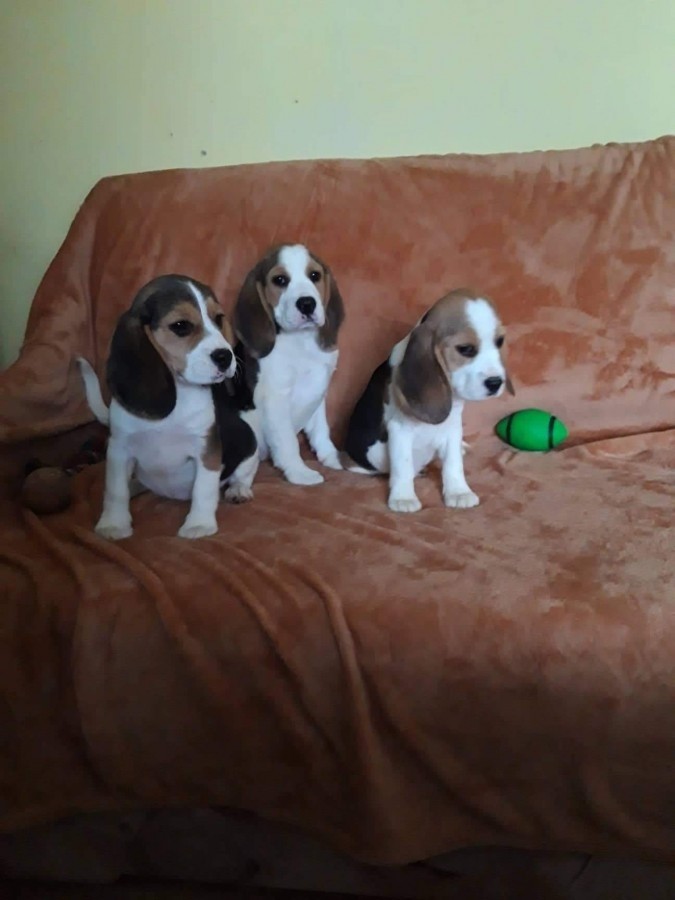 Eladó Beagle kiskutyák