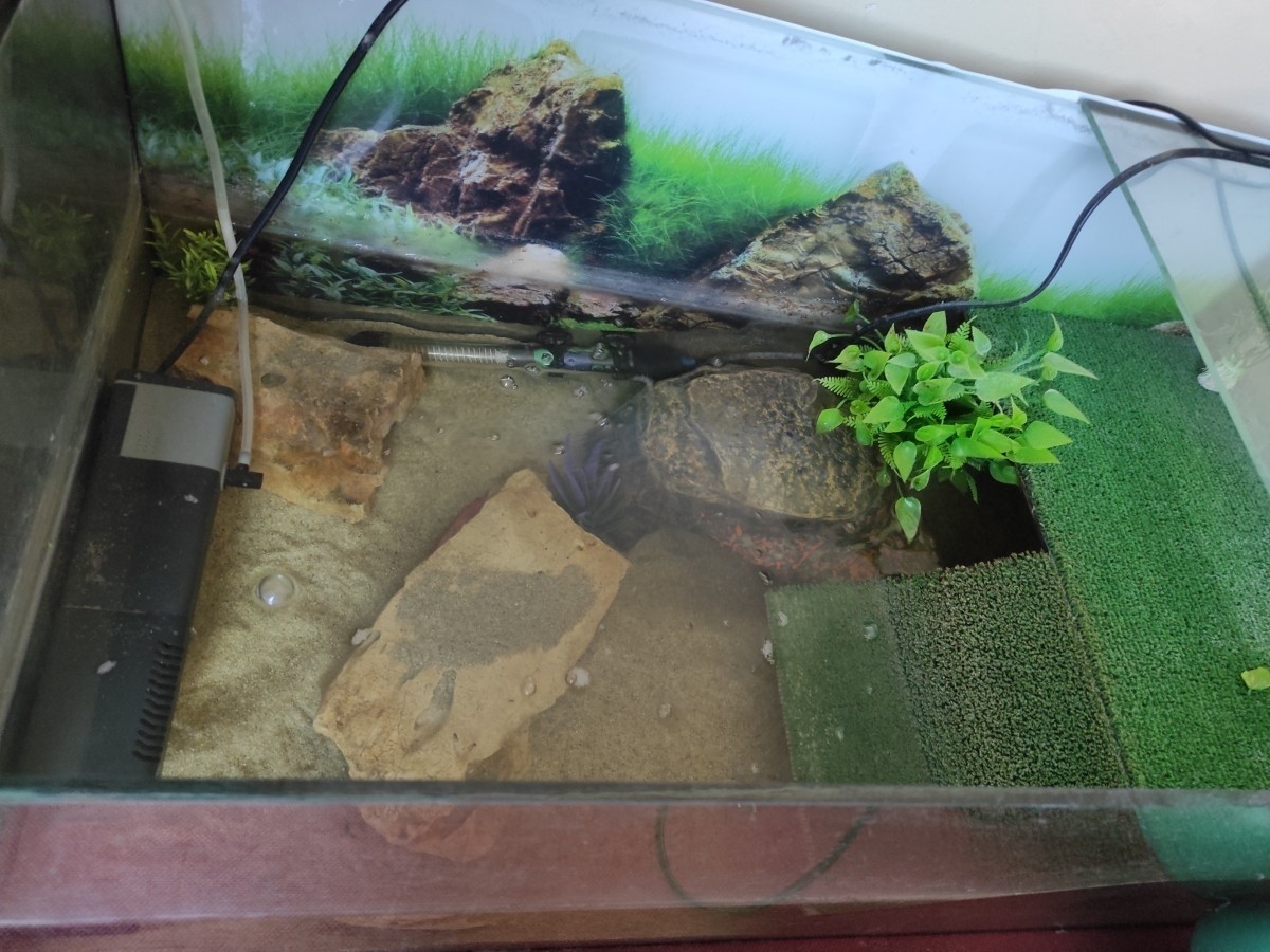 Pézsma teknős házával
