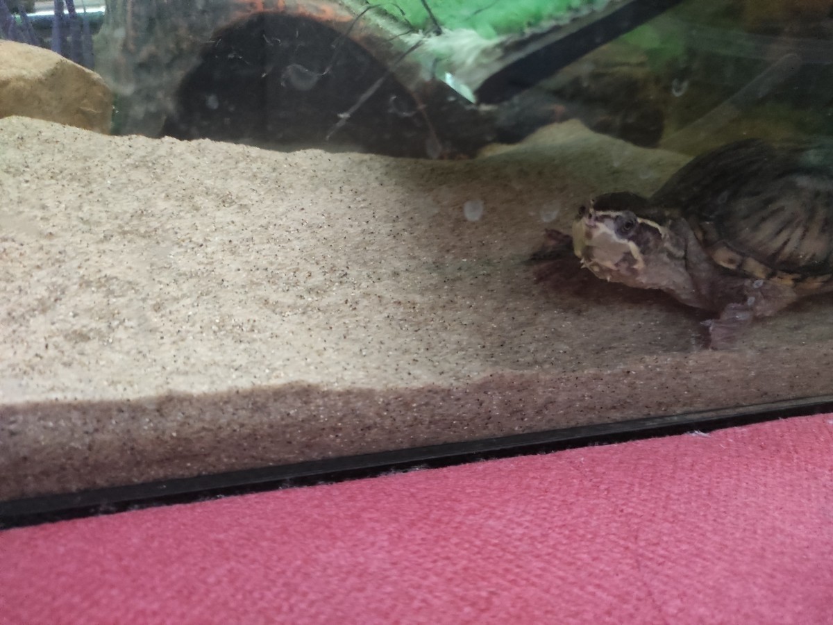 Pézsma teknős házával