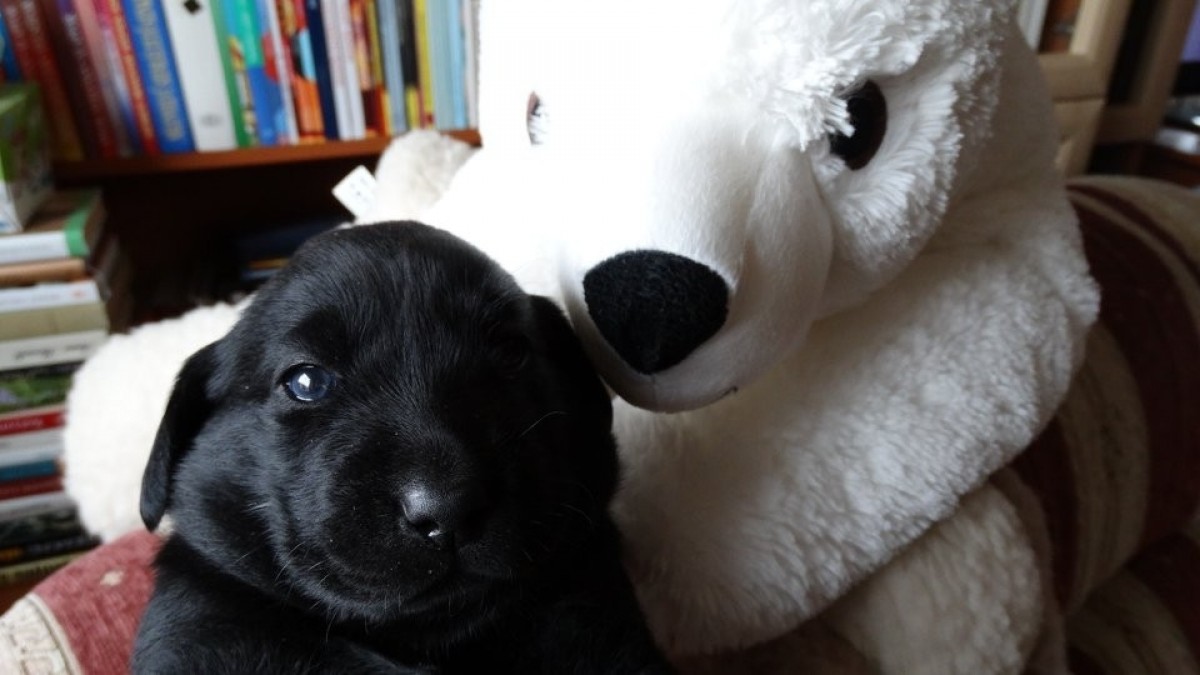 Labrador retriever kölyökkutyák