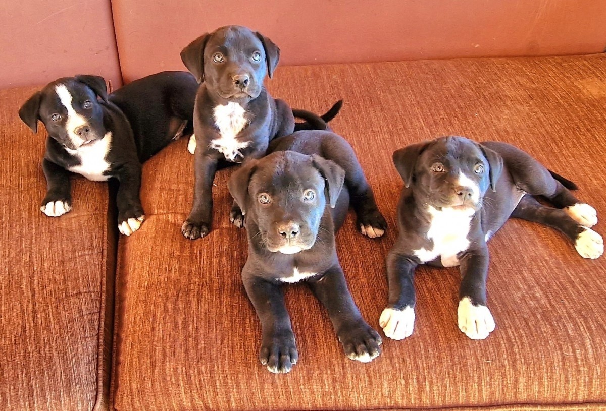 Fajtatiszta jellegű Amerikai Staffordshire Terrier kölyök kutyák eladók