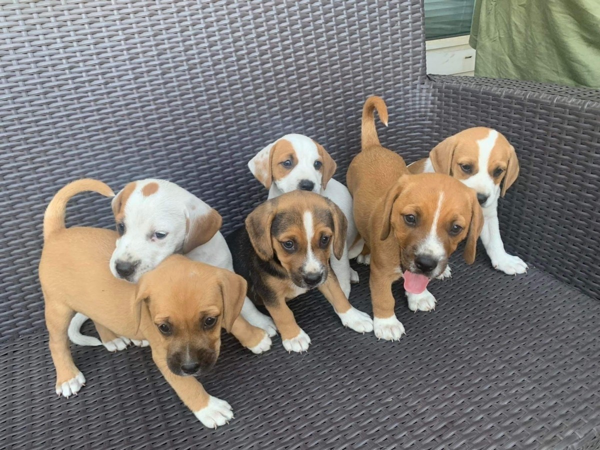 Beagle babák