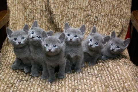 Orosz kék kiscicák eladók