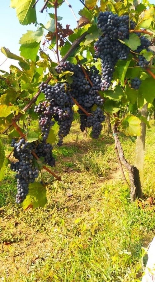 Szüreti friss szőlő
