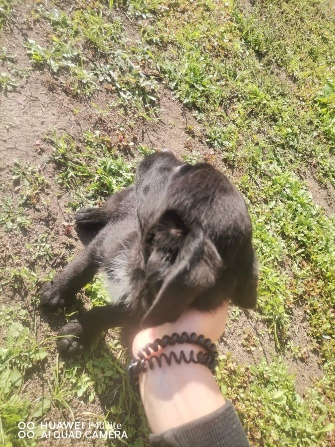 Labrador fajtiszta kiskutyák 