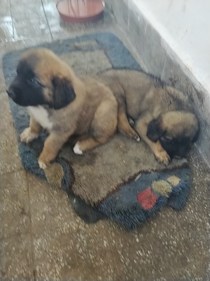 Leonbergi kiskutyák eladók 