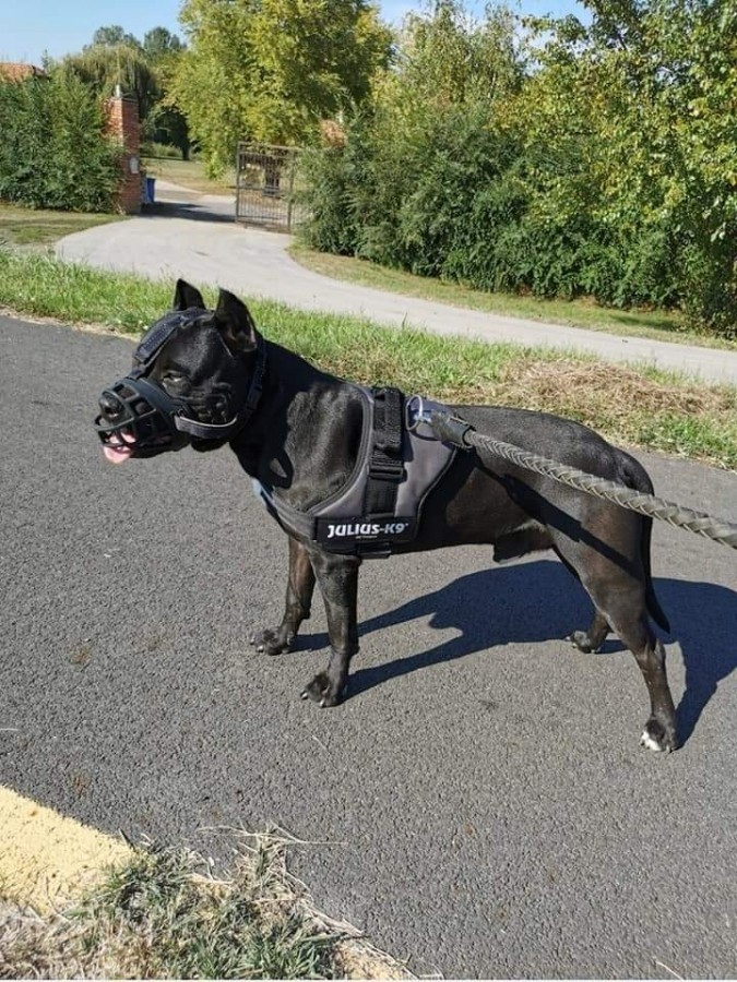 Fekete Amerikai Staffordshire Terrier Kan Fedez