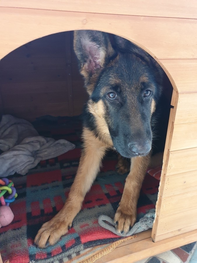 4.5 hónapos fajtiszta németjuhász szuka kutyus Budapestről
