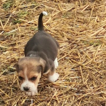 Beagle fajtatiszta jellegű kis kutyák 