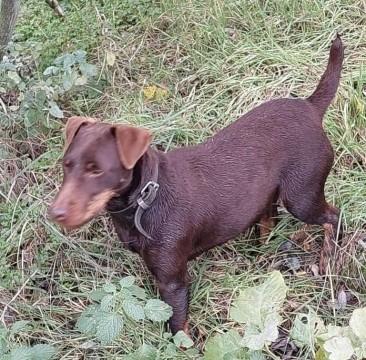 Jagd Terrier szuka csoki színű 