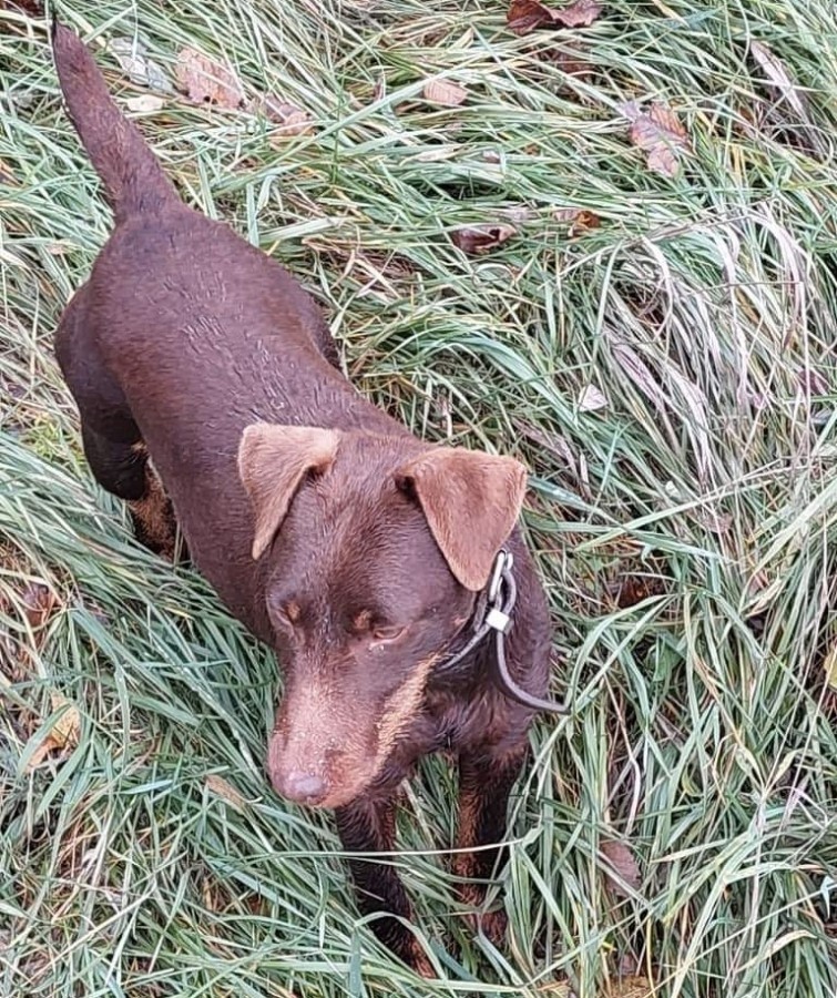 Jagd Terrier szuka csoki színű 