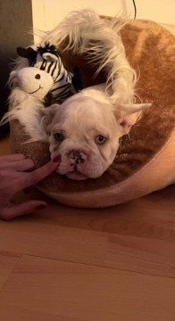 Francia Bulldog 4 hónapos fiú ☺️
