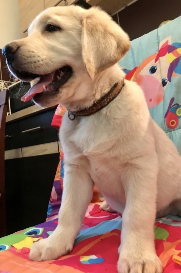 Labrador sárga kislány 