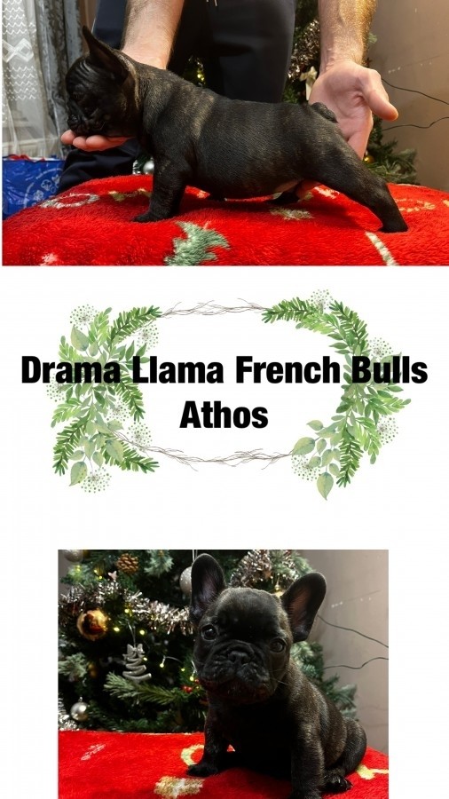 Törzskönyves francia bulldog