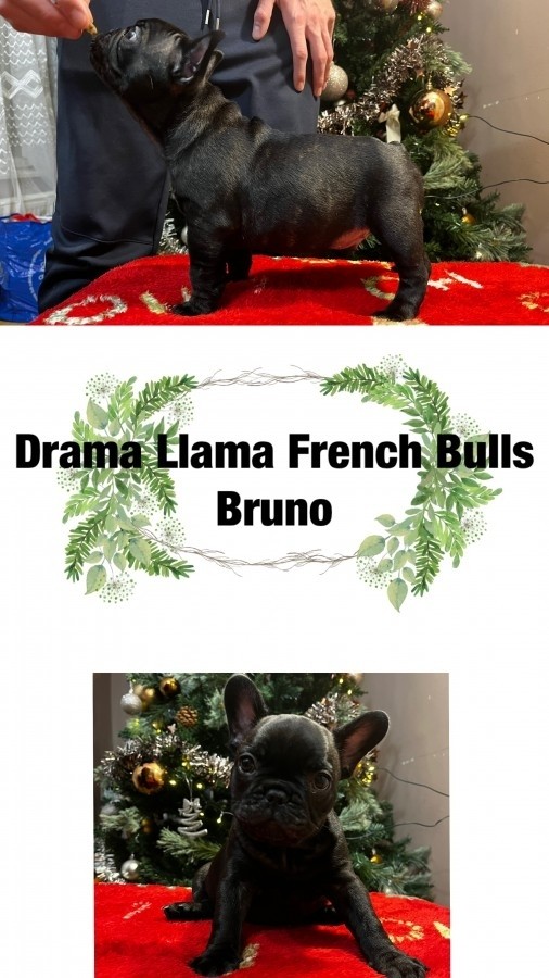 Törzskönyves francia bulldog