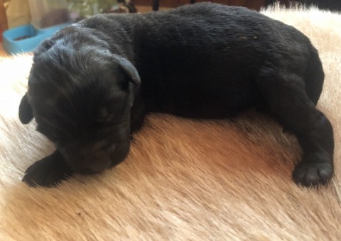 Szilveszterben született fekete újfunlandi kis kutyák foglalhatóak...