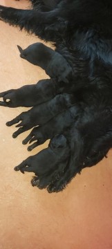 Fekete Újfunlandi kis kutyák eladóak