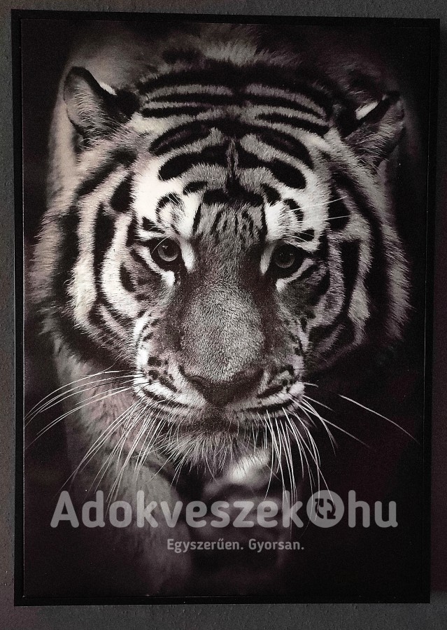Tigris vászonkép 
