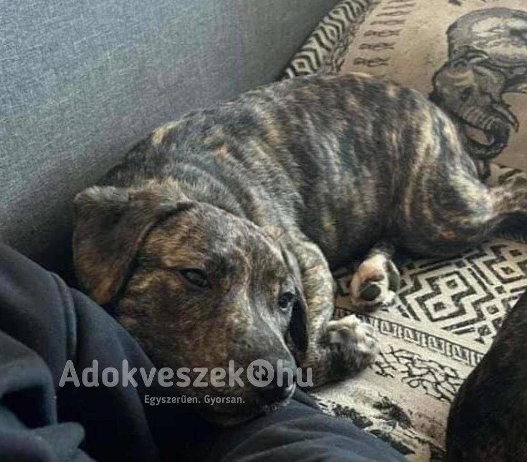 Amerikai Staffordshire Terrier testvérpár eladó Tatabányán 