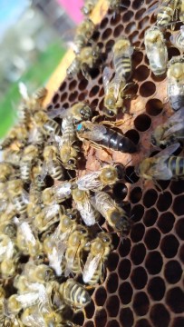 Kárpát fajta méhkirálynő 2023