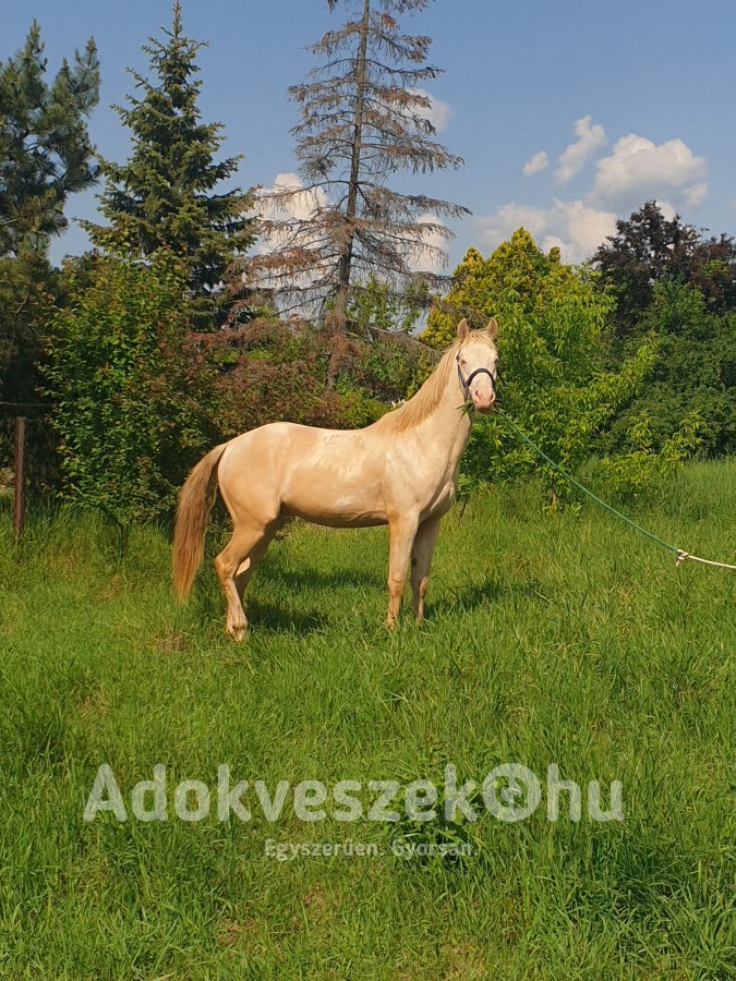 Aqha quater horse