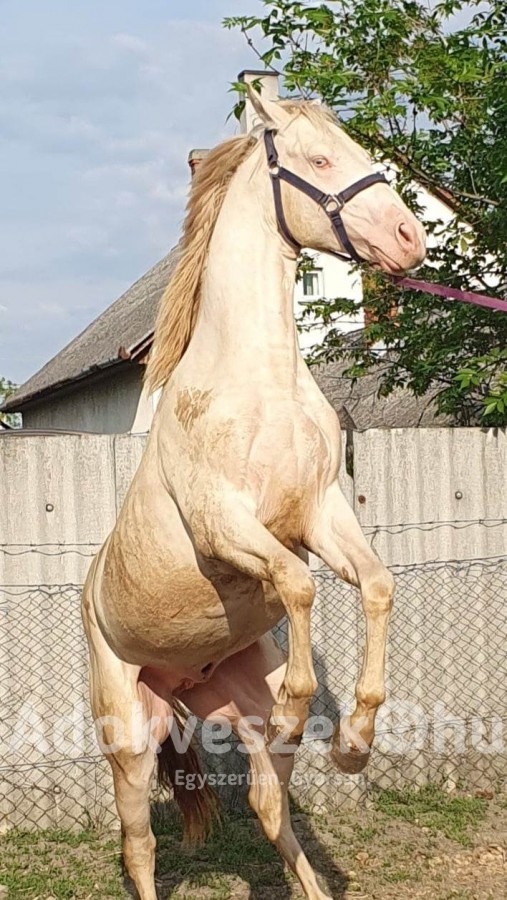 Aqha quater horse