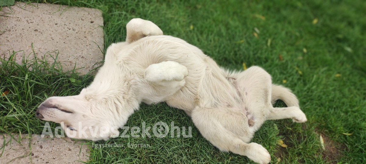 Szibériai husky kölyök 