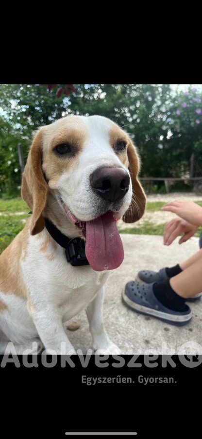 1,5 éves beagle kan kutya ingyen elvihető