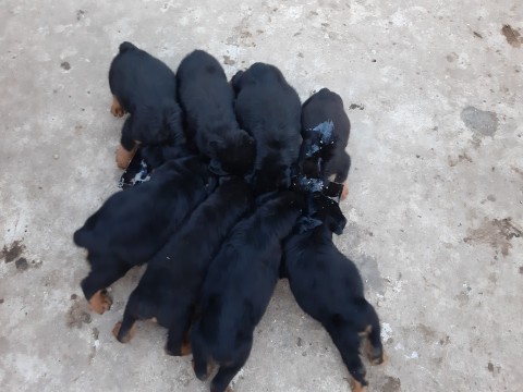 Rottweiler kiskutyák eladók Alapon Fejér megye 