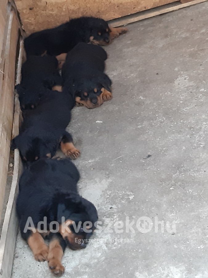 Rottweiler kiskutyák eladók Alapon Fejér megye 