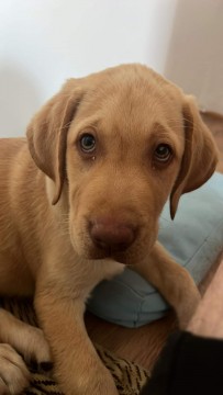 Labrador Retriever kölyök kutya eladó