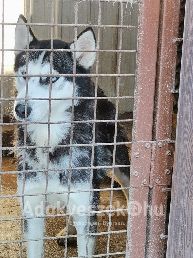 Ingyen elvihető Szibériai husky kék szemű szuka kutya elvihető