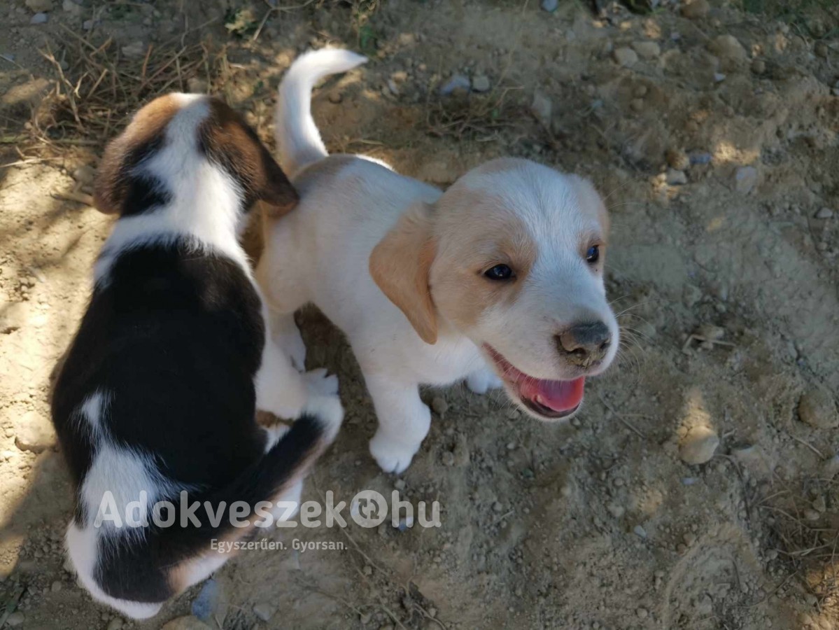 Gyönyörű,egészséges bicolor beagle kiskutya eladó, törzskönyves anyától!