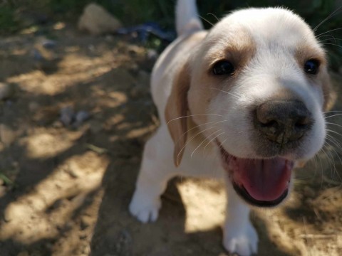 Gyönyörű,egészséges bicolor beagle kiskutya eladó,...
