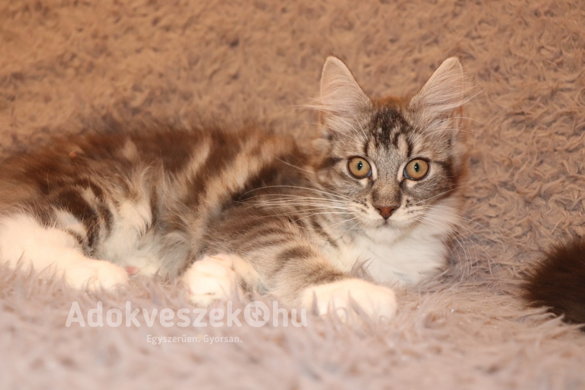 Maine Coon macska tenyésztőtől kezdőcsomaggal Budapestig ha kell. Debrecenben találhatóak.