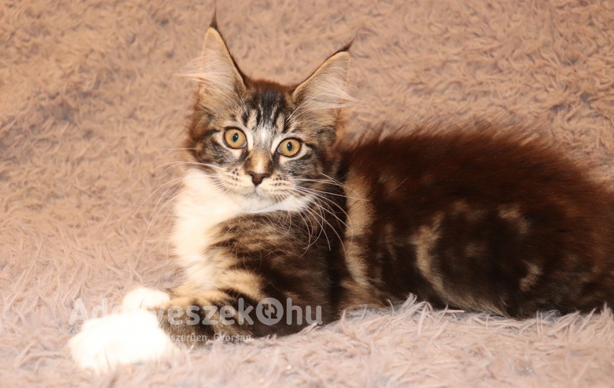 Maine Coon macska tenyésztőtől kezdőcsomaggal Budapestig ha kell. Debrecenben találhatóak.