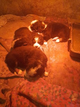 Bernipásztor kiskutyák