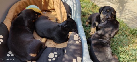 Törpe tacskó kutyusok keresik új, szeretetre vágyó családjukat